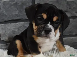 Mixed Breed dogs Diesel - Ad 17