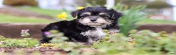 Morkie dogs for sale: Bruno - Ad 5