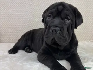 Mini Hippo dogs Mini Hippo Puppy 1 - Ad 10