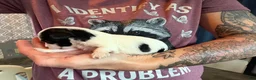 Mixed Breed dogs for sale: Six Seven - Ad 3
