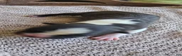 Boston Terrier dogs for sale: Boston Terrier Puppy 1 - Ad 3