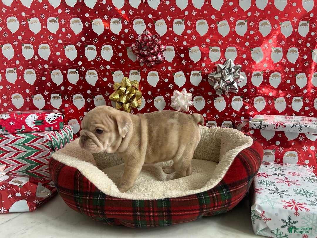 English Bulldog dogs for sale: River - Ad 3