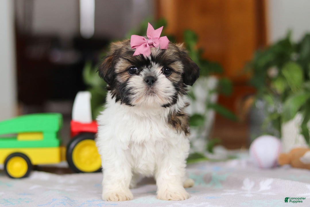 Shih Tzu dogs for sale: Tessa - Ad 3