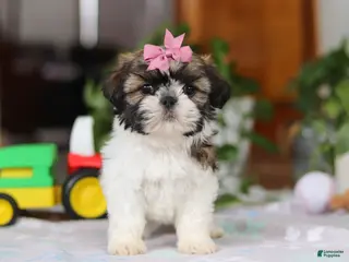 Shih Tzu dogs Tessa - Ad 23