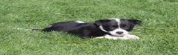 Border Collie dogs for sale: Polly - Ad 1