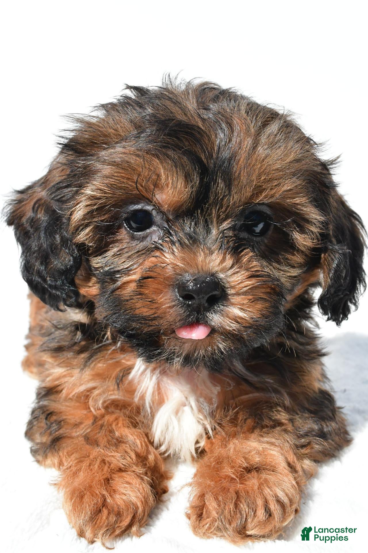 Connor (Shihpoo, Male) in Millersburg, OH