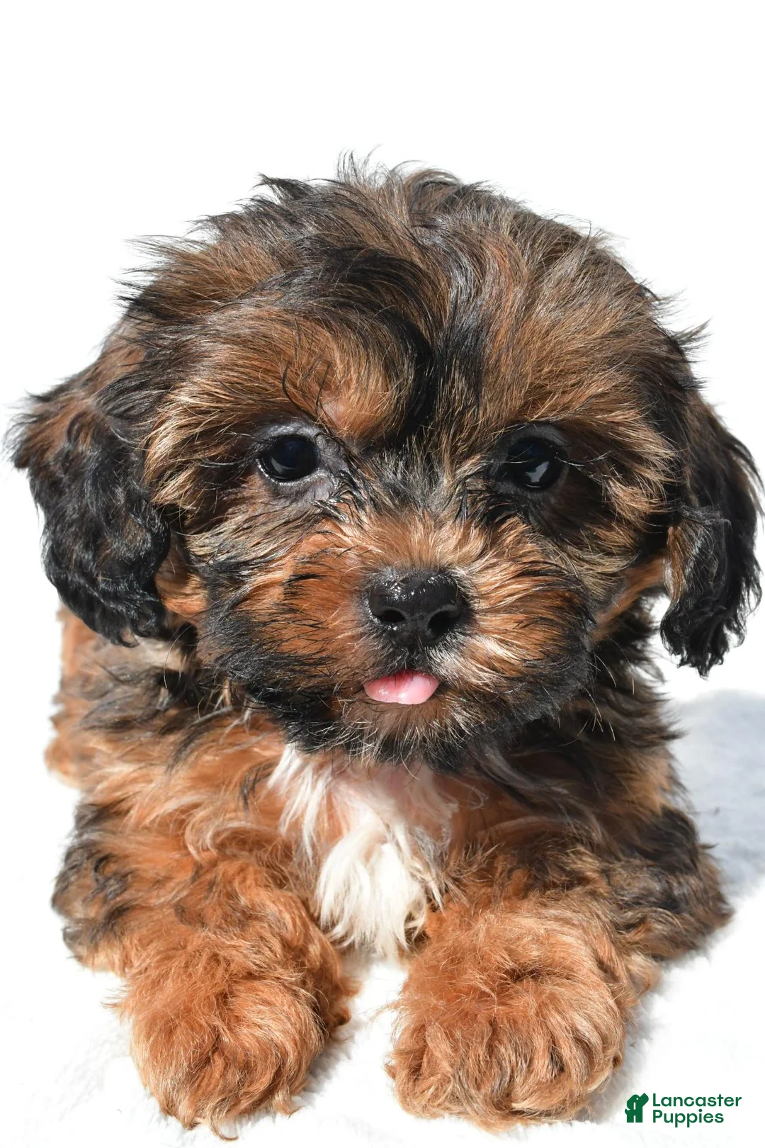 Shihpoo dogs for sale: Connor - Ad 1