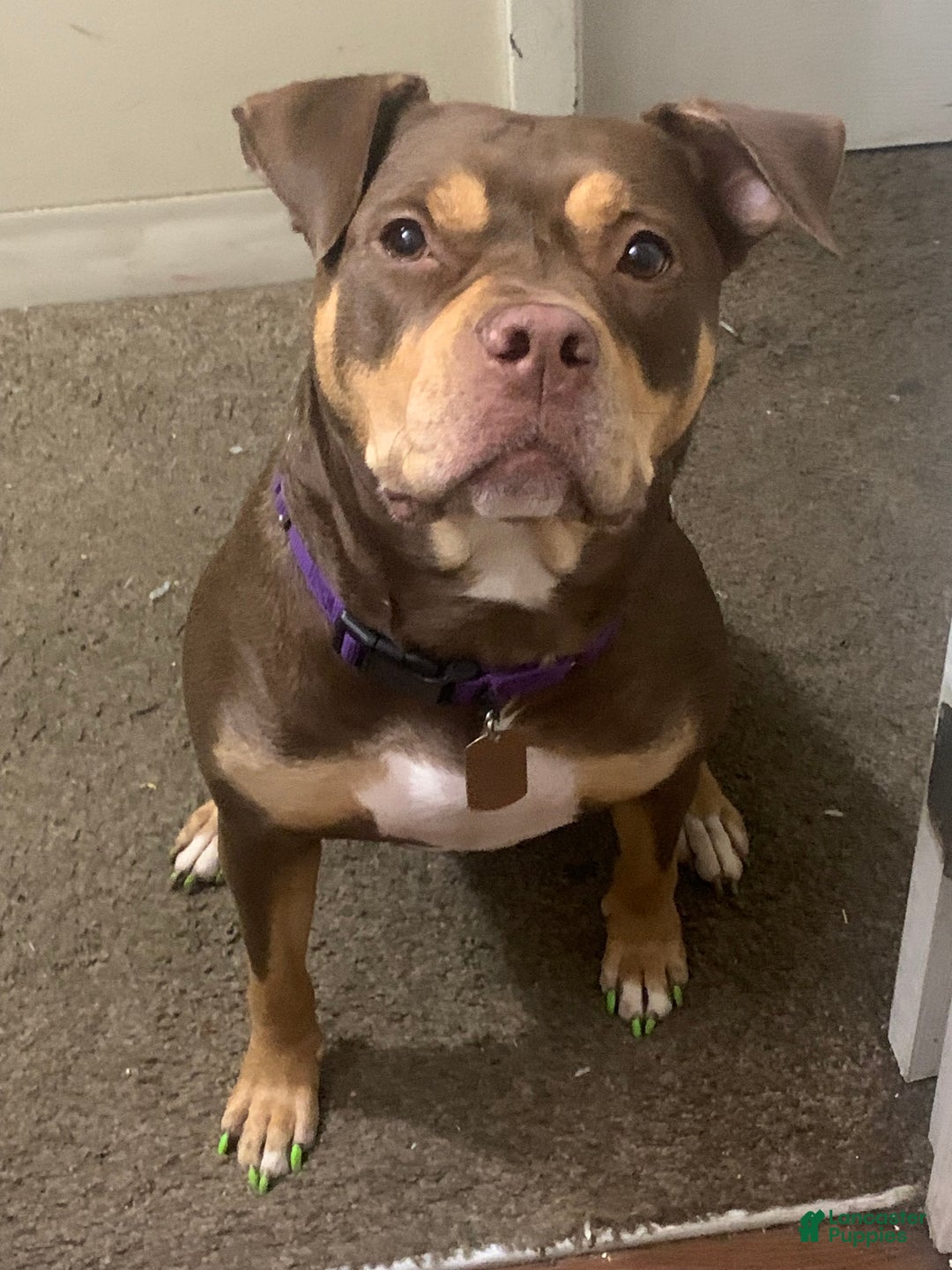 American Bully dogs for sale: American Bully Puppy 1 - Ad 4