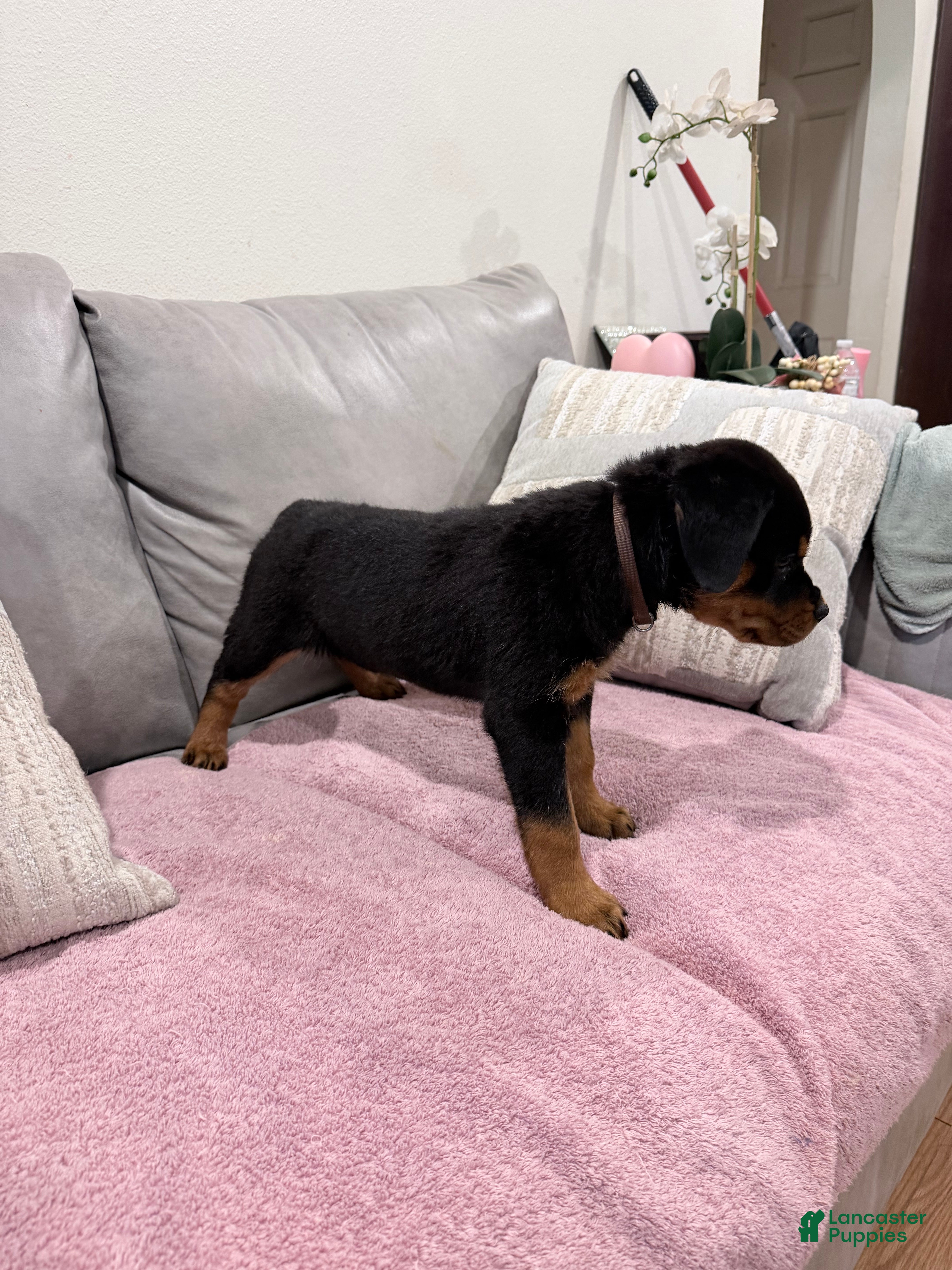 Rottweiler dogs Rottweiler Puppy 2 - Ad 17