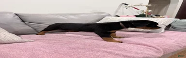 Rottweiler Puppy 2