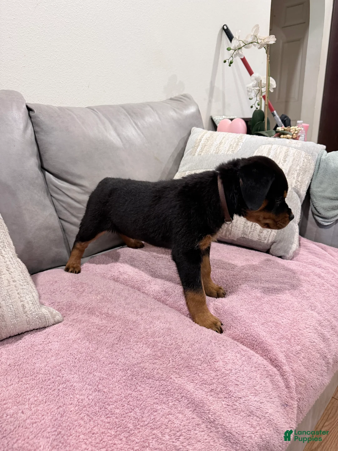 Rottweiler dogs for sale: Rottweiler Puppy 2 - Ad 1