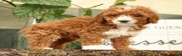 Miniature Poodle dogs for sale: Ariel - Ad 5