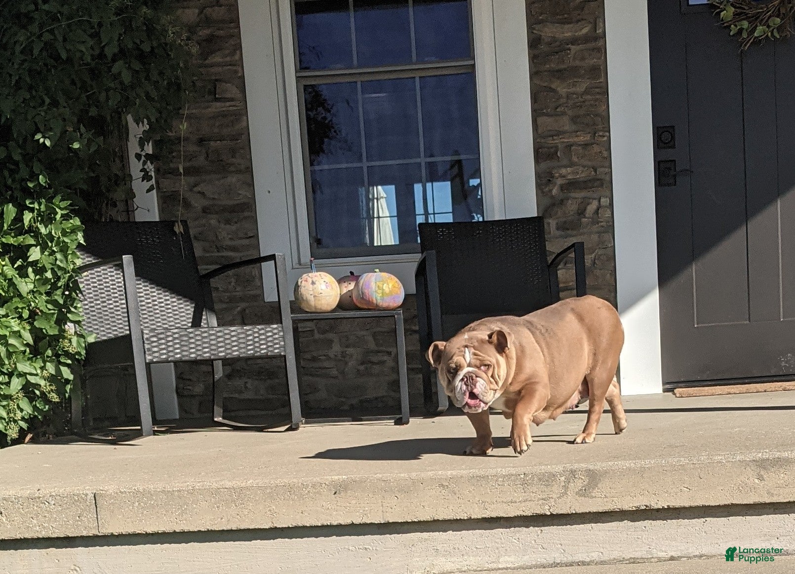 English Bulldog dogs Beatrice  - Ad 2