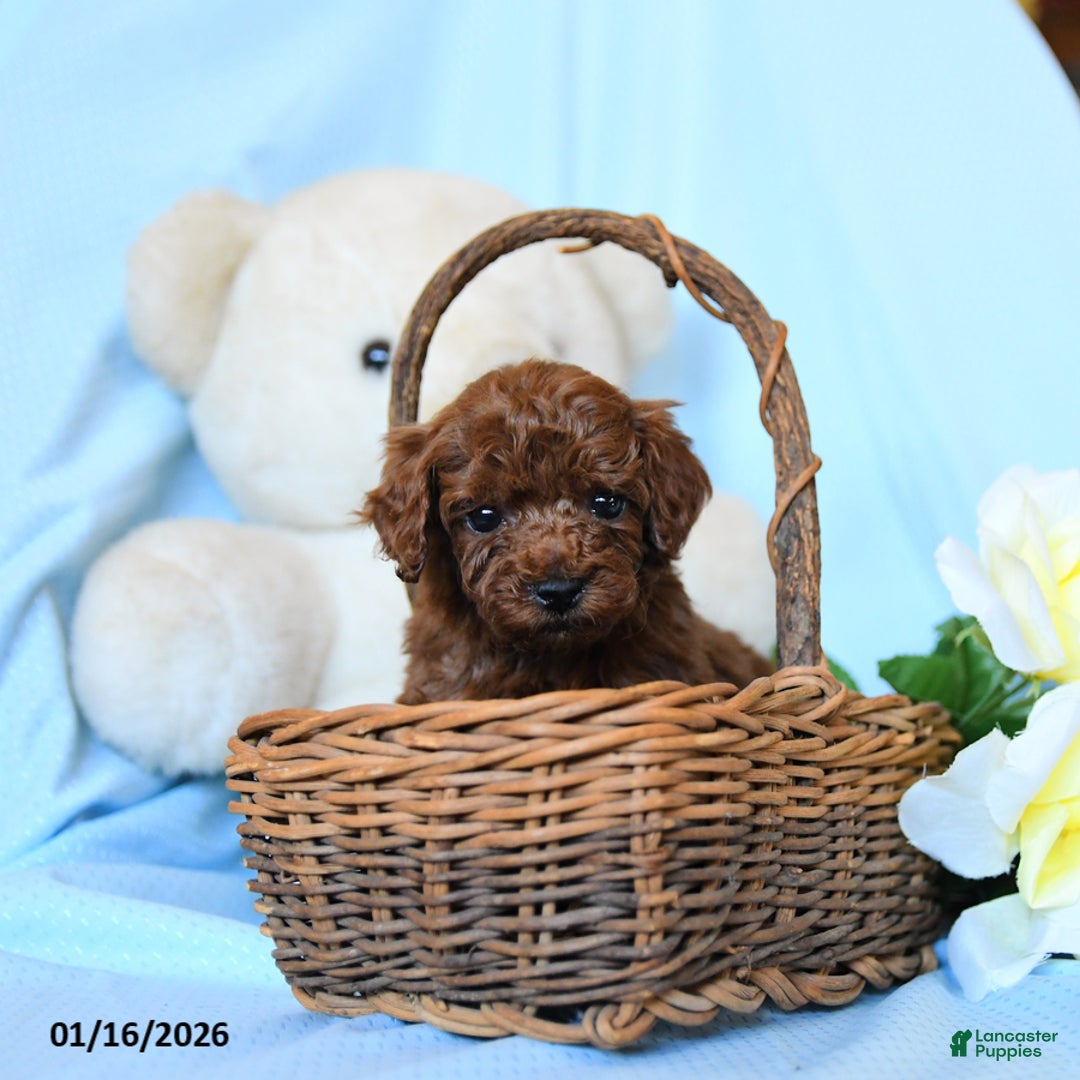 Toy Poodle dogs for sale: Wendy - Ad 4