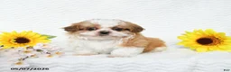 Malshi dogs for sale: Brent - Ad 5