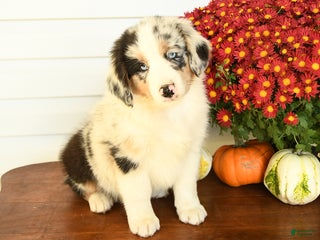 Australian Shepherd dogs - Ad 41