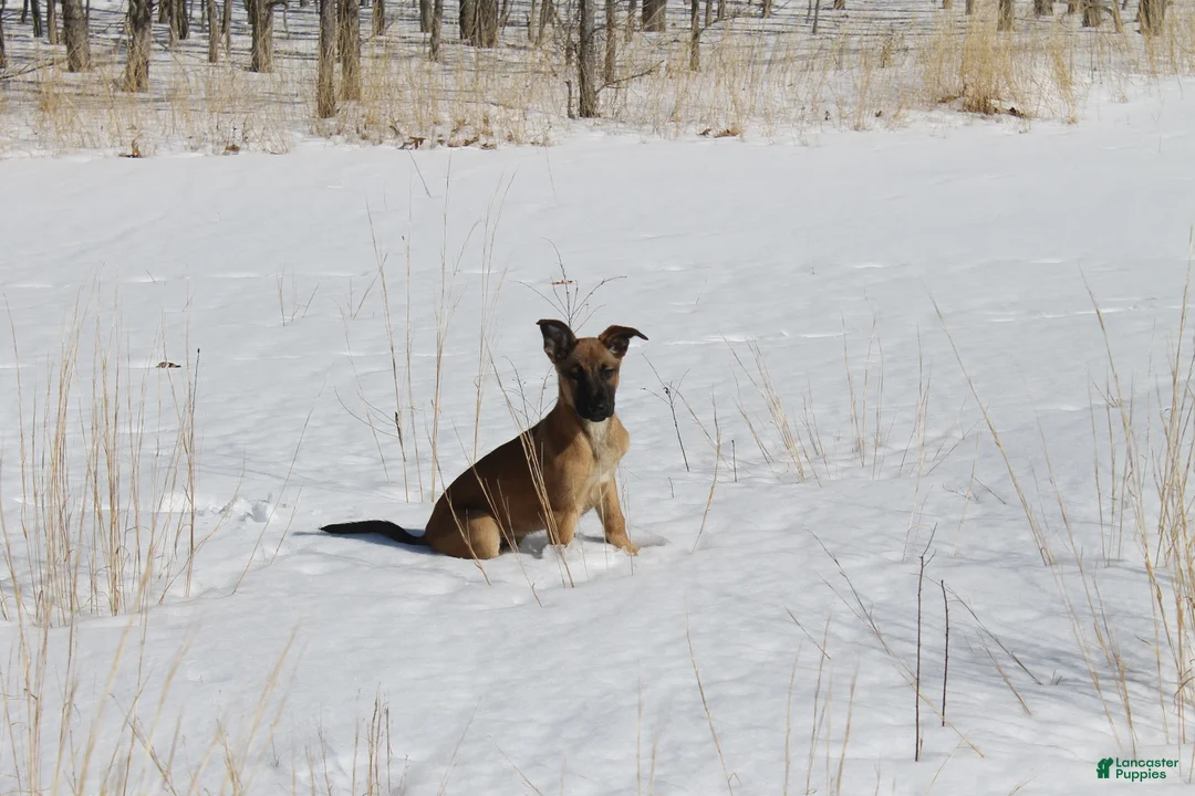 Mixed Breed dogs for sale: Maya - Ad 12