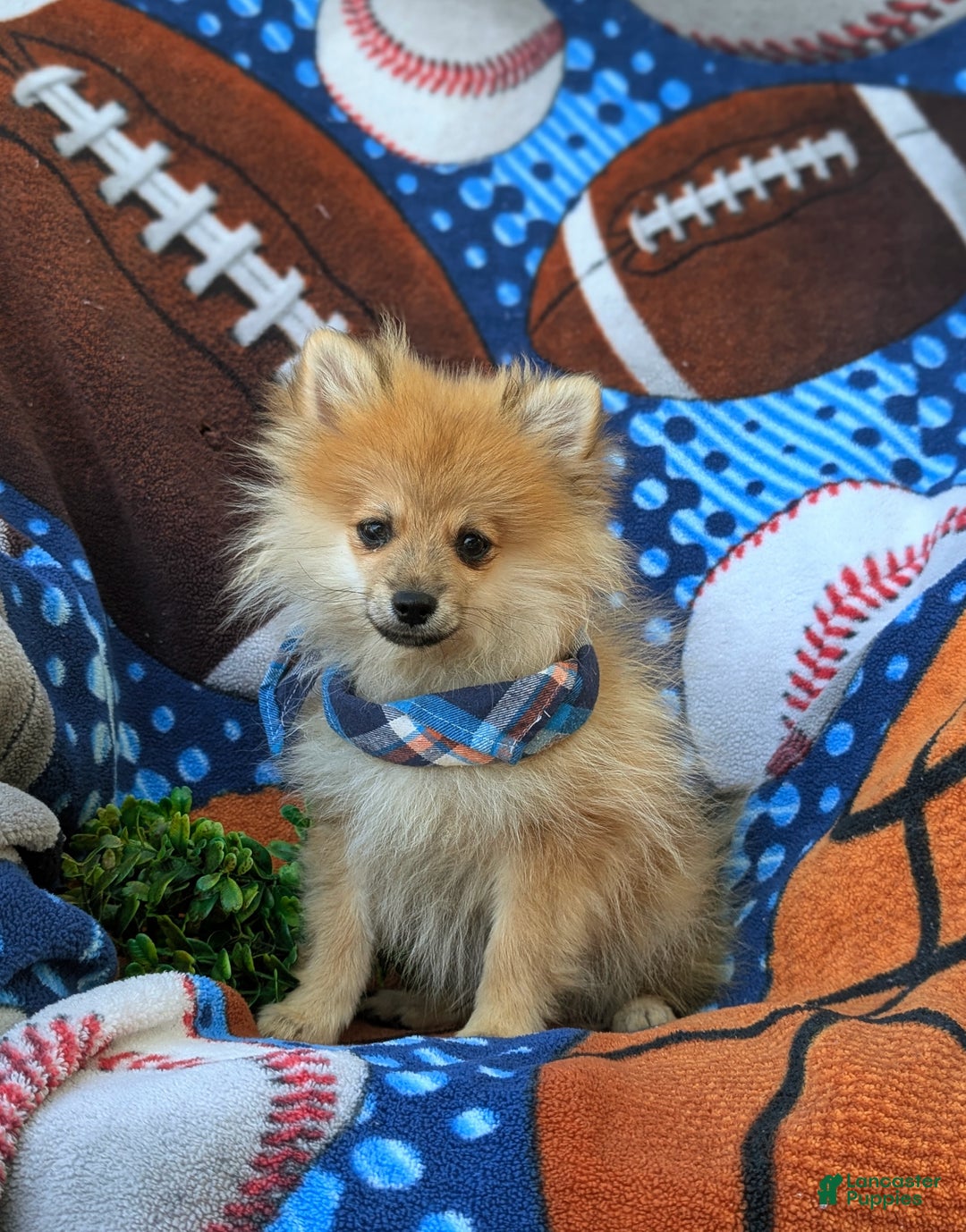 Pomeranian dogs for sale: Malik Genetic Testing 9 lbs Full Grown - Ad 3