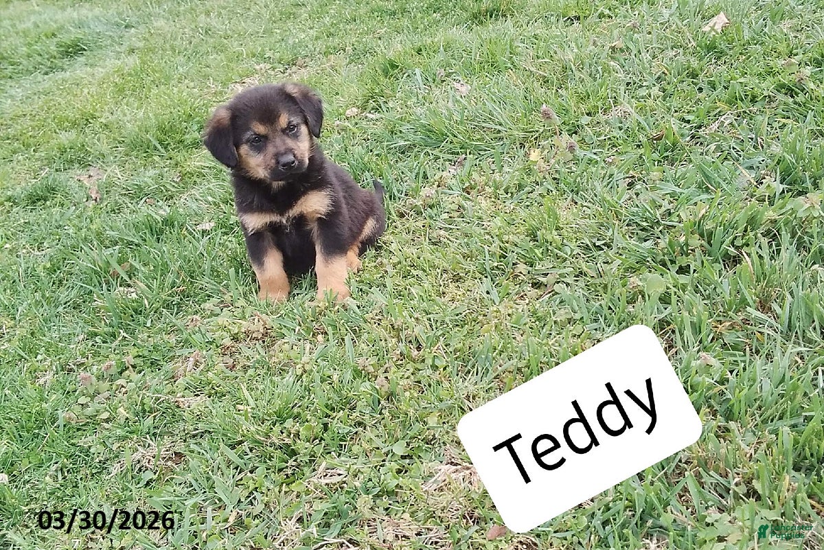 Mixed Breed dogs Teddy - Ad 1