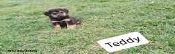 Mixed Breed dogs for sale: Teddy - Ad 4