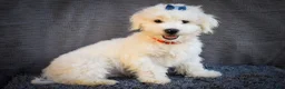 Maltese dogs for sale: Baxter 🐶 - Ad 5