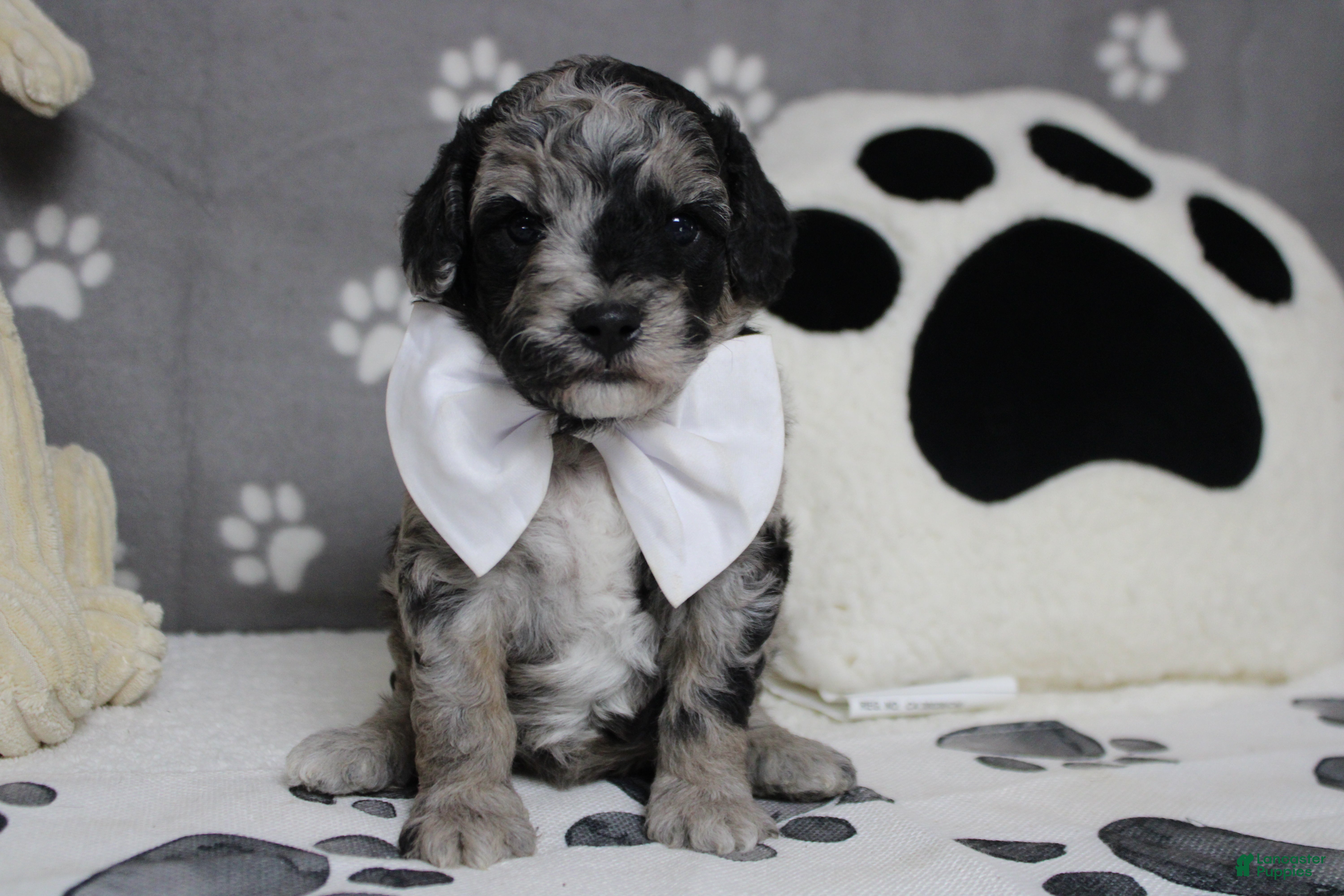 Aussiedoodle dogs Spot  - Ad 2