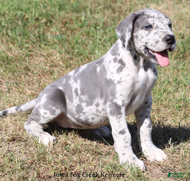 Great Dane dogs Shakira - Ad 2