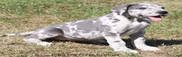 Great Dane dogs for sale: Shakira - Ad 2