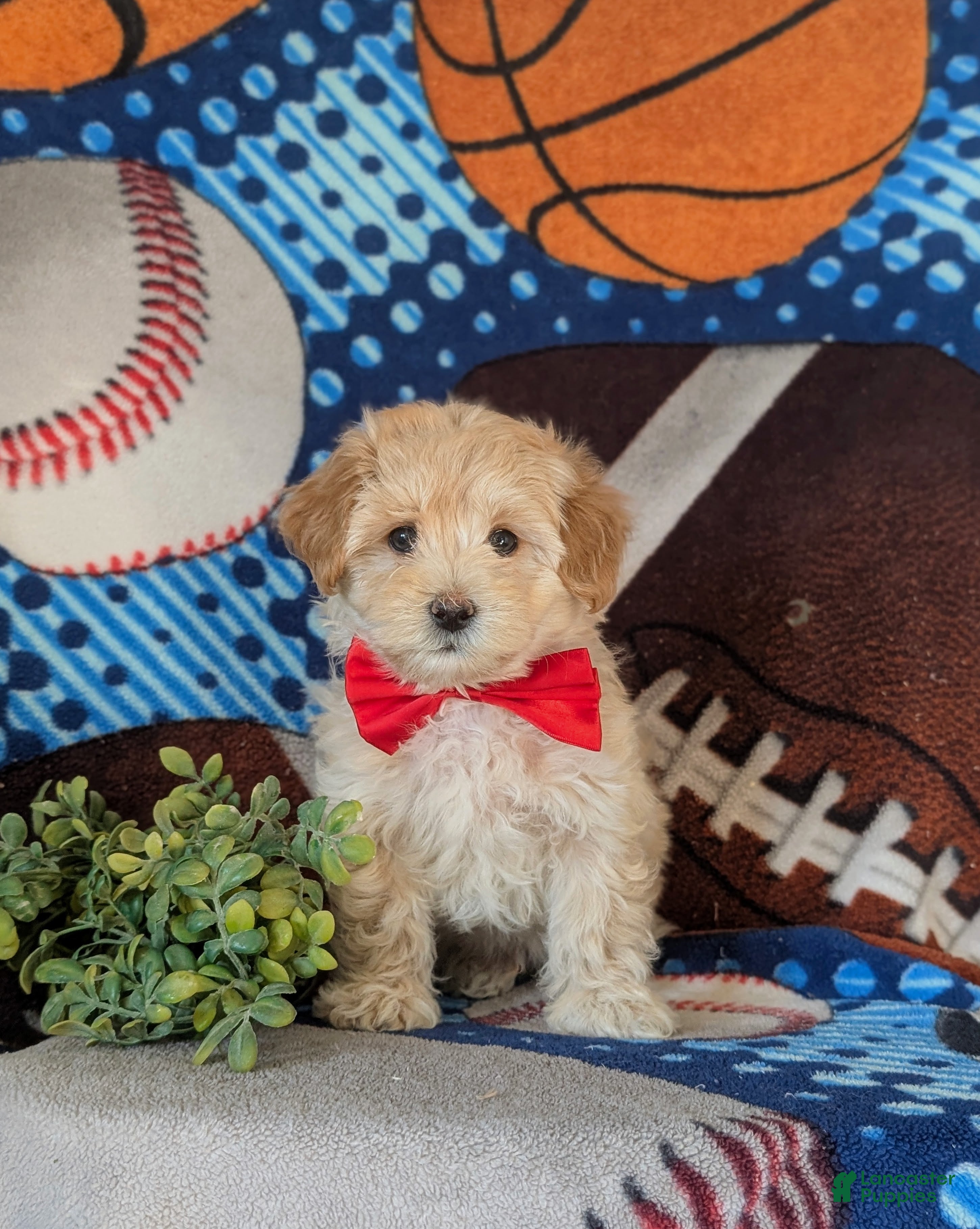 Maltipoo dogs Corbett - Ad 2
