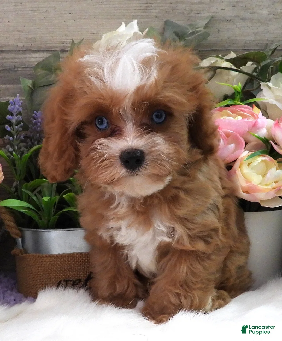 Cavapoo dogs for sale: Autumn's #5 Male - Ad 1