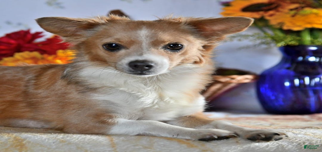 Gallery Image {{count}}