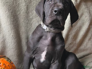Great Dane dogs - Ad 42