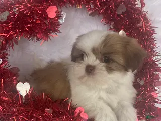 Mixed Breed dogs Rosie - Ad 30