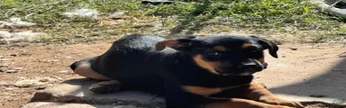 Puppy 4