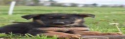 German Shepherd dogs for sale: Rocket - Ad 2