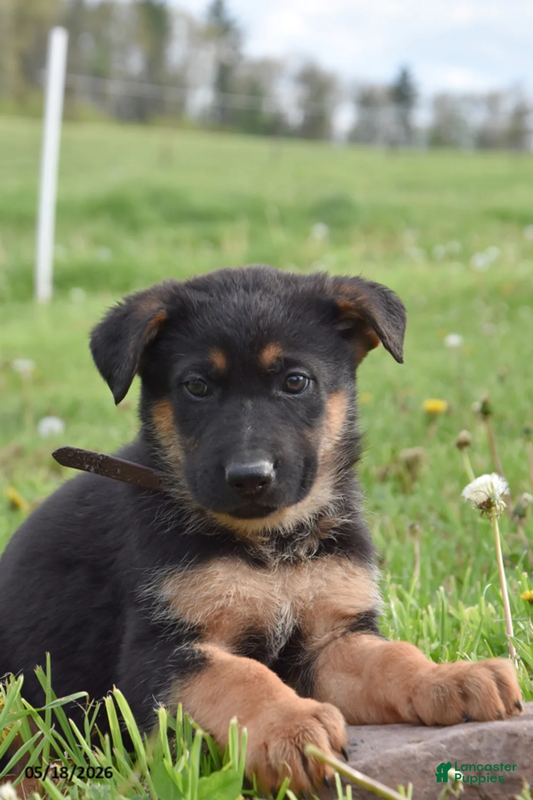 German Shepherd dogs for sale: Rocket - Ad 2