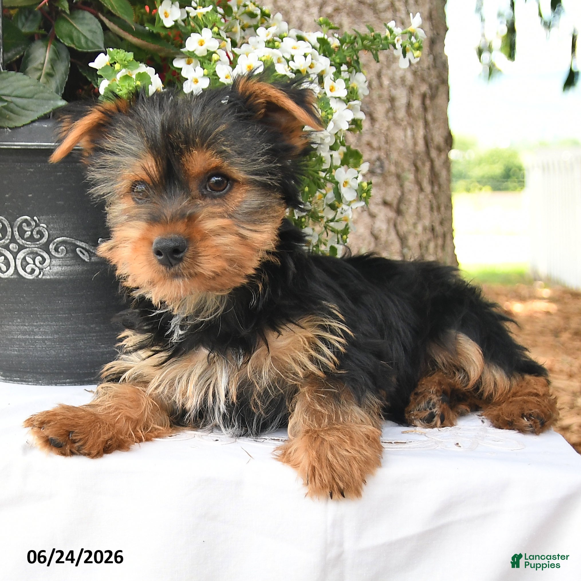 Yorkshire Terrier dogs Milo - Ad 1