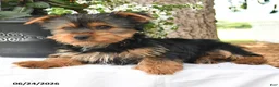 Yorkshire Terrier dogs for sale: Milo - Ad 1