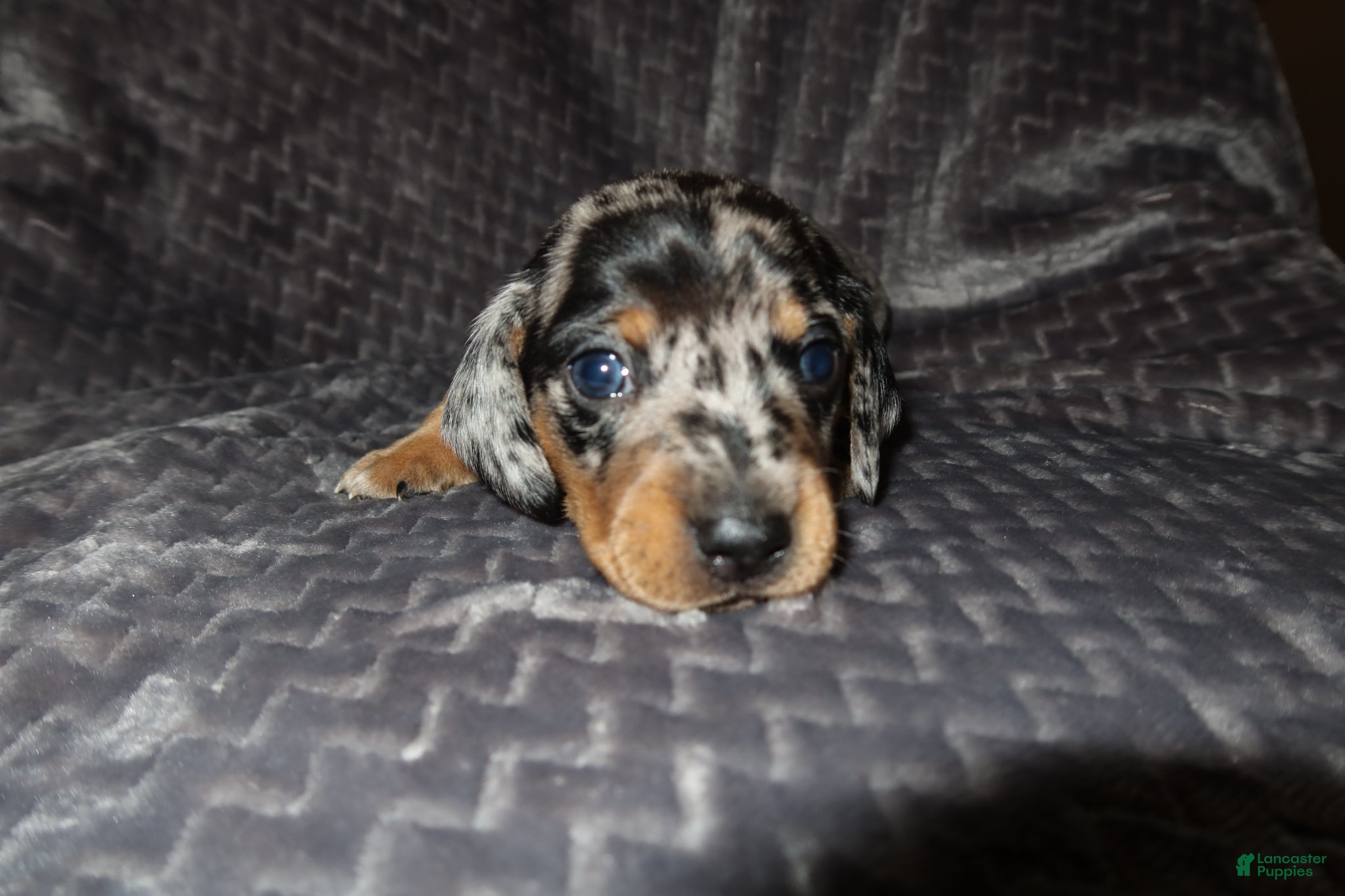 Dachshund dogs Dachshund Puppy 2 - Ad 11