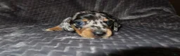 Dachshund dogs for sale: Dachshund Puppy 2 - Ad 1