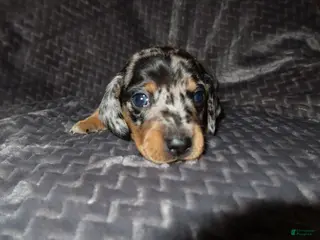 Dachshund dogs Dachshund Puppy 2 - Ad 11