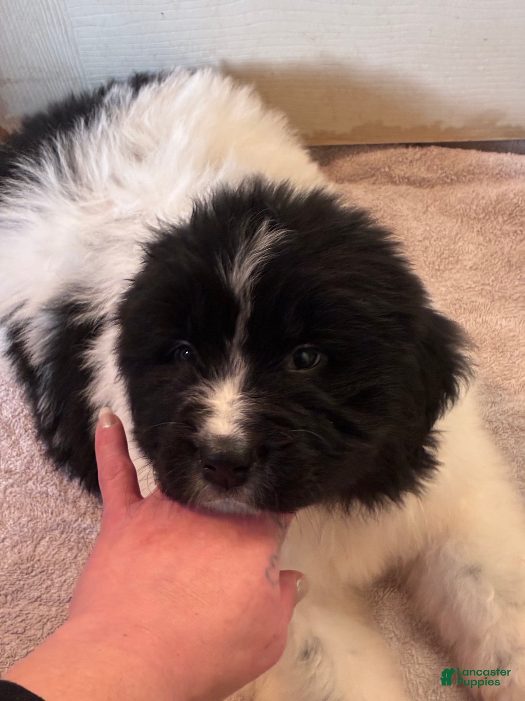 Newfoundland dogs for sale: Newfoundland Puppy 4 - Ad 6