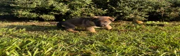 German Shepherd dogs for sale: Daphne - Ad 2