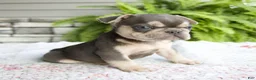 French Bulldog dogs for sale: Rocky - Ad 7