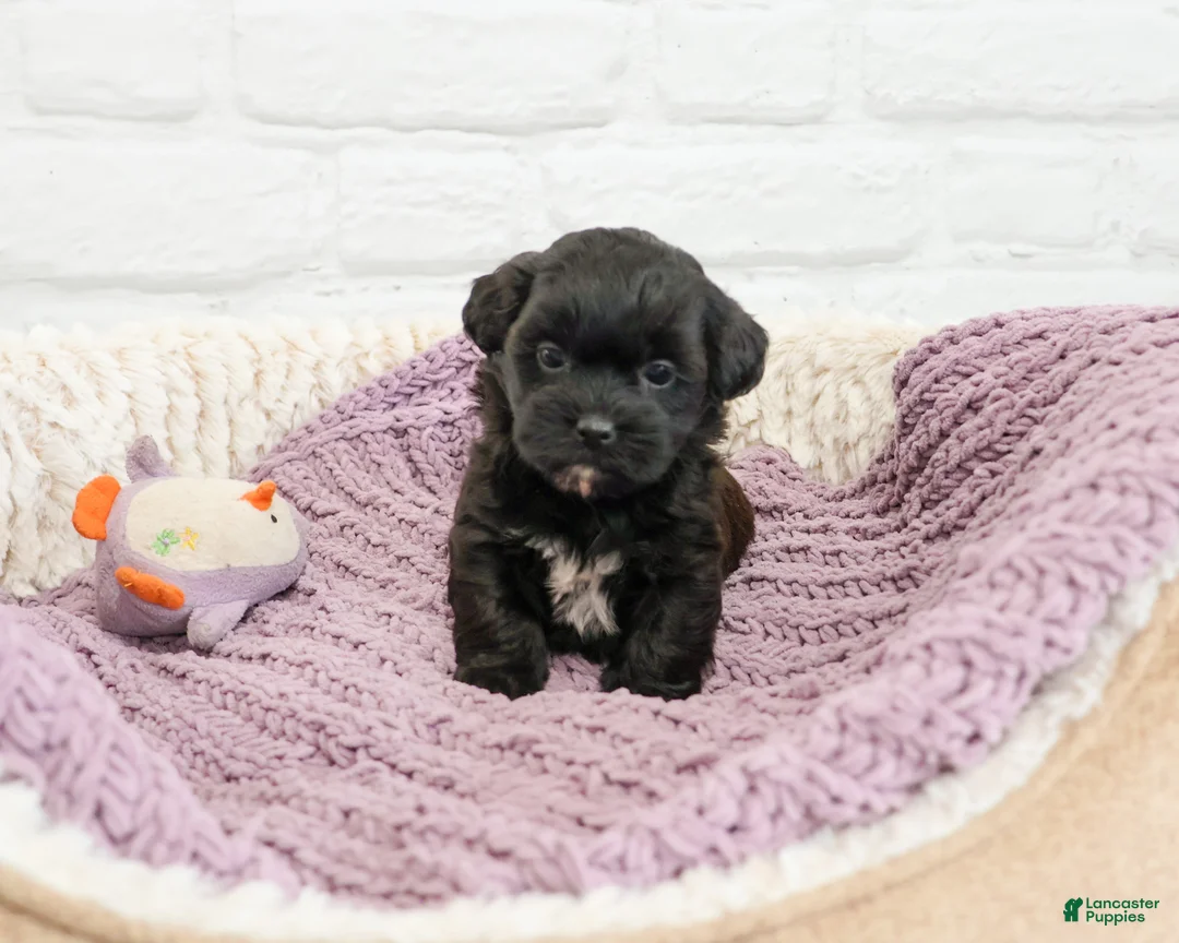 Shihpoo dogs for sale: Hermione - Ad 1