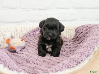 Shihpoo dogs Hermione - Ad 23