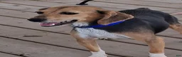 Beagle dogs for sale: Little man - Ad 5