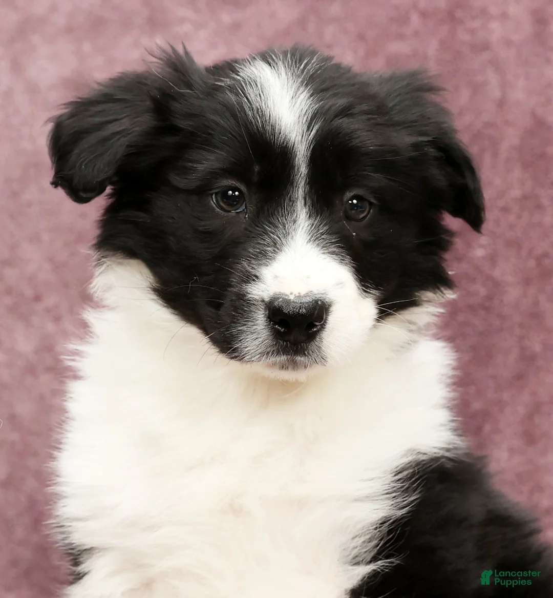 Border Collie dogs for sale: Denver - Ad 9