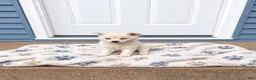 Alaskan Klee Kai dogs for sale: Kassy/emotion support  - Ad 5