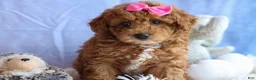 Miniature Poodle dogs for sale: ANGIE - Ad 1